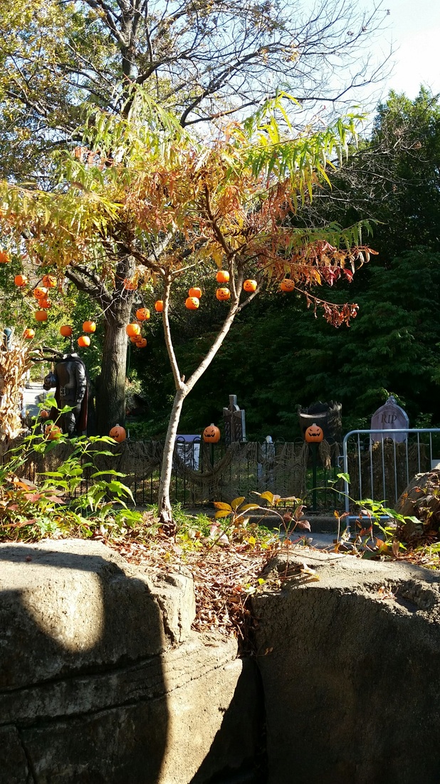 St Louis Zoo Halloween Decorations